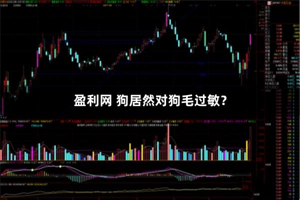盈利网 狗居然对狗毛过敏？