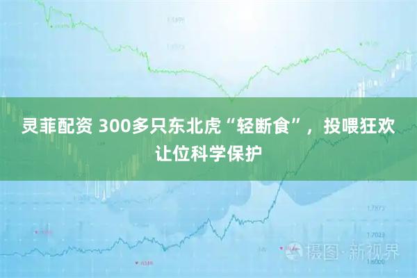 灵菲配资 300多只东北虎“轻断食”，投喂狂欢让位科学保护
